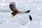 Eagle fight with fish. Winter scene with two bird of prey. Big eagles, snow sea. Flight White-tailed eagle, Haliaeetus albicilla,