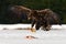 Eagle with fish. Eagle on the snow. Golden Eagle with catch fish in snowy winter, snow in the forest habitat, landing on ice.