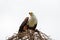 Eagle fisherman near the nest. Lake Baringo, Kenya