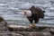 Eagle fishing in Chilkoot river near Haines