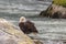 Eagle fishing in Chilkoot river near Haines