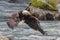 Eagle fishing in Chilkoot river near Haines