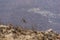 Eagle flies on a cluster of stones