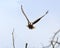 Eagle in flight