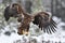 Eagle in flight. Bird of prey. Eagle landing.