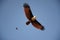 Eagle in flight carrying fish in its talon, wildlife scene. Majestic large bird of prey flying with a fish in its claws against