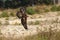 Eagle in flight. Golden eagle, Aquila chrysaetos, glides with widely spread wing around forest. Majestic bird in beautiful nature