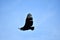 eagle in flight, photo as a background ,taken in Arenal Volcano lake park in Costa rica central america