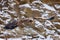 Eagle in flight. White-tailed eagle, Haliaeetus albicilla, flies over snowy rock with widely spread wings. Majestic bird hunting.