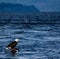 Eagle floating on log