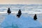 Eagle floating in sea on ice. Beautiful Steller`s sea eagle, Haliaeetus pelagicus, flying bird of prey, with sea water, Hokkaido,