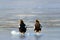 Eagle floating in sea on ice. Beautiful Stellers sea eagle, Haliaeetus pelagicus, Hokkaido,