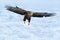 Eagle fly above the sea ice. Winter scene with bird of prey. Big eagles, snow sea. Flight White-tailed eagle, Haliaeetus albicilla