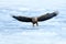 Eagle fly landing above the sea ice. Winter scene with bird of prey. Big eagles, snow sea. Flight White-tailed eagle, Haliaeetus a