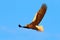 Eagle fly, open wings. Eagle flight durring winter. Wildlife scene. Bird on the blue sky. Steller`s sea eagle, Haliaeetus pelagic