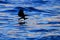 Eagle flying above dark sea. Beautiful Steller`s sea eagle, Haliaeetus pelagicus, flying bird of prey, with sea water, Hokkaido,