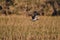 An eagle flying above the grassy pond