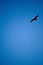 Eagle flying in a blue sky over the photographer looking down to find something to hunt.