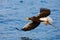 Eagle flying with fish. Beautiful Steller`s sea eagle, Haliaeetus pelagicus, flying bird of prey, with blue sea water, Kamchatka,