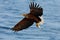 Eagle flying with fish. Beautiful , White-tailed Eagle, Haliaeetus albicilla, flying bird of prey, with sea in background