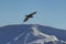 Eagle flying over high mountains