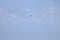 Eagle flying over sacred mountain of Himalaya