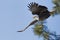 Eagle flying from a tree.