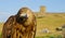 Eagle in front of castle