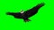 Eagle in gliding 1 - green screen