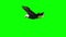 Eagle in gliding 3 - green screen