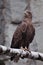 The eagle-golden eagle sits on a log; it is a slender bird of prey bird with a yellow beak and