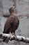 The eagle-golden eagle sits on a log; it is a slender bird of prey bird with a yellow beak and