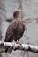 The eagle-golden eagle sits on a log; it is a slender bird of prey bird with a yellow beak and
