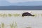 Eagle grabs fish from the surface of the lake. Baringo lake, Kenya