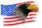 Eagle with Grunge American Flag Isolated