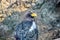 Eagle Haliaeetus Pelagicus Isolated Portrait Large Birds