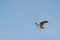 Eagle hawk flying in the blue sky