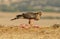 Eagle hawk poses with food