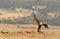 Eagle hawk poses with food in the field