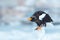 Eagle on ice. Winter Russia with snow. Wildlife action behaviour scene from nature. Widlife Russia. Steller`s sea eagle, Haliaee