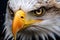 Eagle with keen gaze macro. Wild bird. Close-up of a bald eagle's intense gaze, showcasing its sharp, beady eyes and