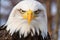 Eagle with keen gaze. Wild bird. Close up of bald eagle, sharp look. Ornithology, birdwatching, scientific research. For