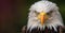 Eagle with keen gaze. Wild bird. On green background with copy space. Close up of bald eagle intense gaze, sharp, beady eyes,