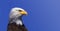 Eagle large background shade