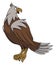 Eagle Looking Backward Color Illustration