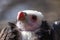 Eagle looking with clever face on the tree with the blurred background