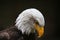 Eagle Looking Down