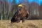 Eagle in the nature habitat. White-tailed Eagle, Haliaeetus albicilla, sitting in the old marsh grass, birch tree forest in the ba