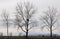 Eagle Nest in Bare Tree