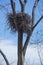 Eagle nest high in a tree on the Connecticut River